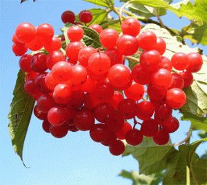 comment faire baisser la température d'un bébé avec des remèdes populaires