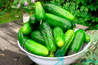 concombres frais d'une mère qui allaite