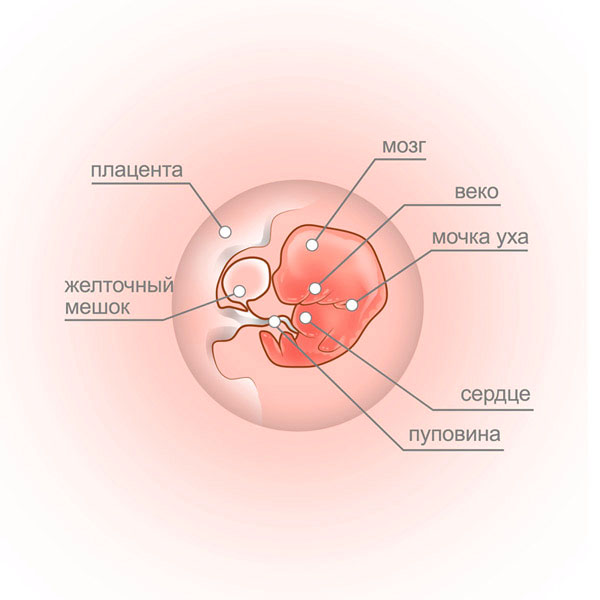 7 semaines - fœtus et placenta