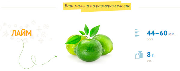 taille fœtale à la semaine 11