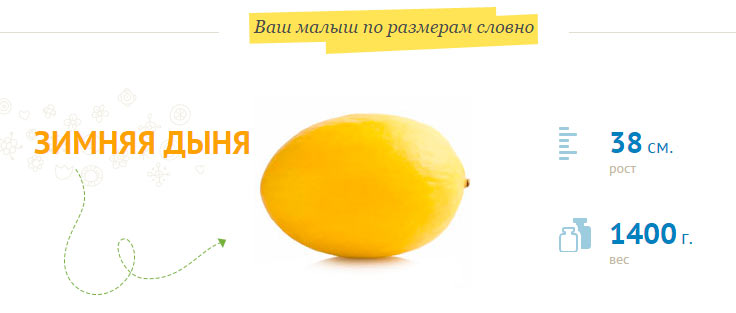 taille fœtale à 30 semaines de grossesse