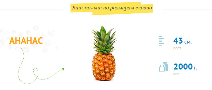 Taille fœtale de 33 semaines