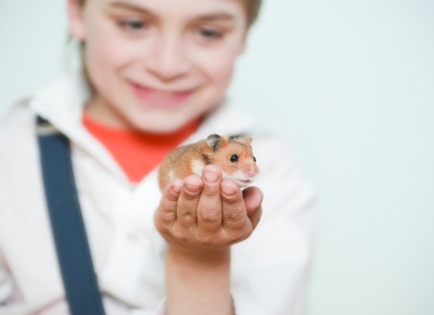 hamster
