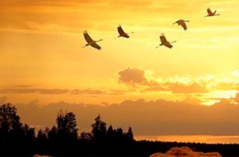 pourquoi les oiseaux volent-ils vers le sud
