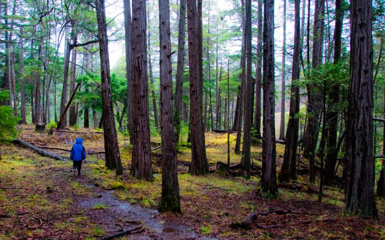 10-navy`kov-vy`zhivaniia-kotory`e-dolzhen-znat`-rebyonok